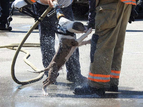 Dog at the scene being decontaminated