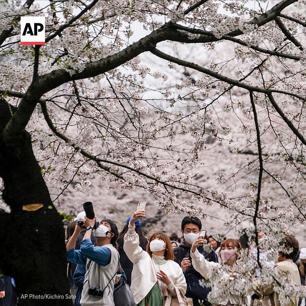 People take photos of a cherry blossom tree while standing under it.