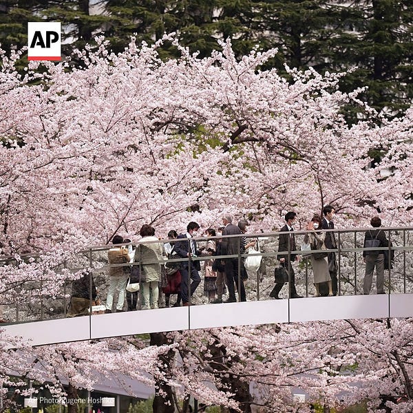 People walk on a bridge between cherry blossoms.