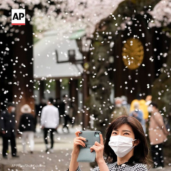 A woman holds up her phone to take a photo of the cherry blossoms.