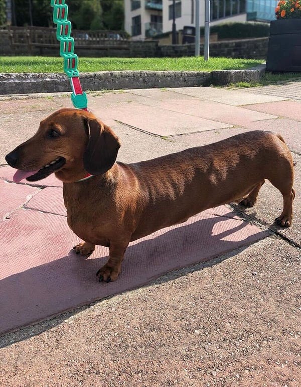 the world’s longest wiener dog stands outside in his three feet of glory