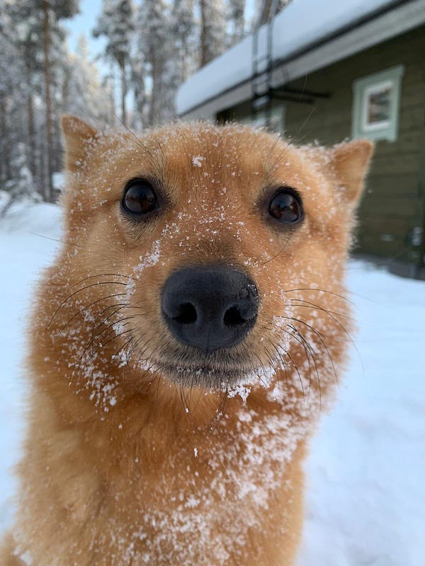 a majestic red dog that looks like a fox sits very close and stares at you with her big brown eyes. she has a light dusting of snow stuck to her fur, and her nose is very tempting to boop