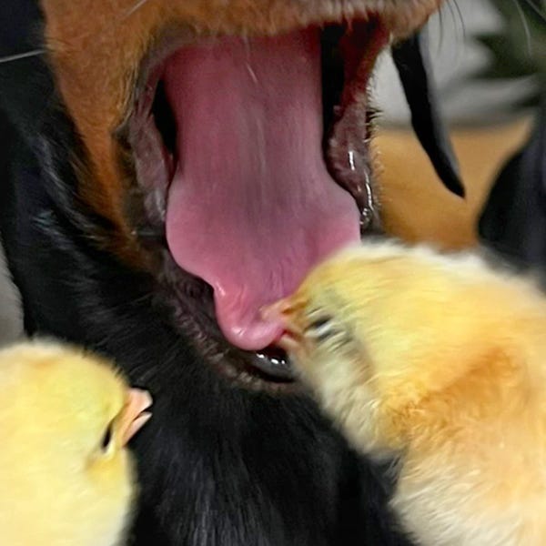 a close up view of the chick biting the dachshund’s tongue