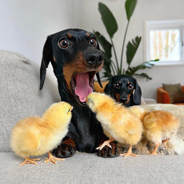 one of the dachshunds has her mouth open and looks absolutely stunned as one of the chicks bites her tongue. the other dachshund cowers in the background