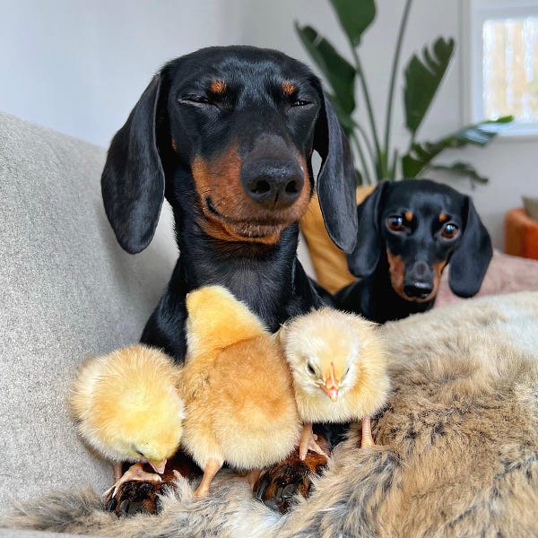 the dachshund whose tongue was previously in the beak of one of the chicks sits with her eyes closed. the chicks seem apologetic as they cuddle her. the other dachshund apprehensively remains in the background