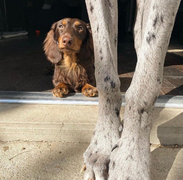 a brown long-haired dachshund rests in a sunlit patch on a threshold. he’s glancing upward and squinting slightly. to his left, a pair of gray legs with black speckles towers upward out of frame. you’d think they were the trunks of two giant birch trees if not for the telltale toenails at the bottom.