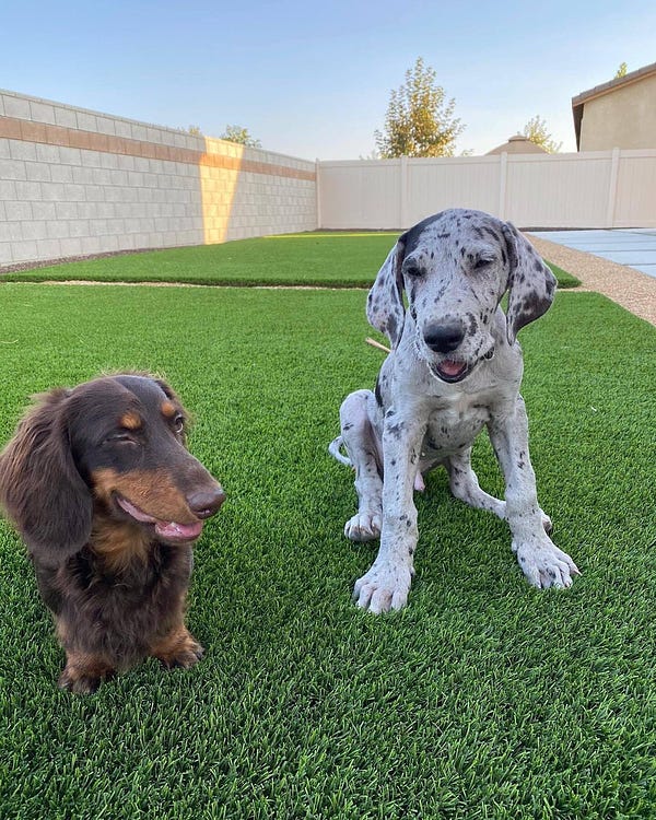 a brown dachshund and gray speckled great dane are sitting outside on some grass. they appear to be laughing about a joke together. their eyes are closed while they smile, and both have their mouths open slightly. the dachshund’s head only comes up to the great dane’s chin.
