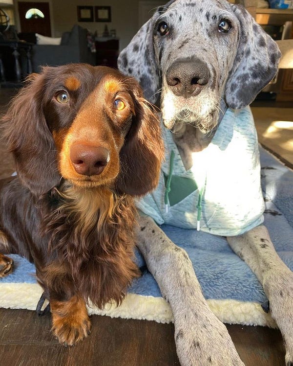 the brown dachshund and gray speckled great dane are together on a blue fuzzy mat. a beam of sunlight partially illuminates both of their faces. the dane is laying down and wearing a teal shirt with drawstring collar. the dachshund is standing up but is still only as tall as the great dane’s nose.