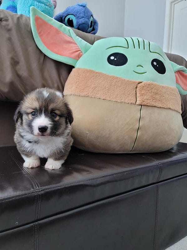 a tiny, brown and white corgi pup named grogu sits on a brown, leather couch, next to a grogu plush pillow that's at least four times his size. grogu the puppy is looking directly at you with a concerned expression. his tiny ears are drooped low on either side of his head