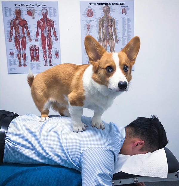 A tan and white corgi is on top of a man’s back. The man is laying down on a chiropractor’s table. You can tell by the look on the corgi’s face that this practical joke has gone way too far, but he’s too afraid to admit it to anyone.