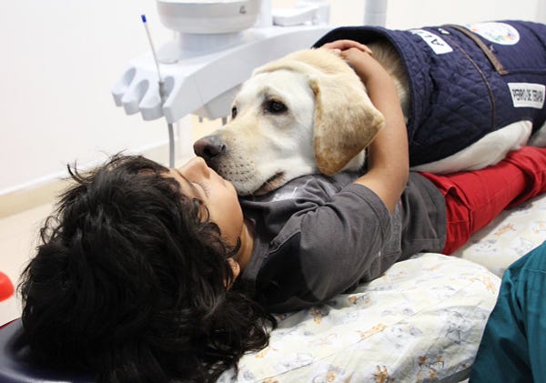 a child with black hair is laying in a dentist’s office, while a yellow lab in a blue vest is resting his head on their chest. the child has their little arms wrapped around the lab’s neck for comfort