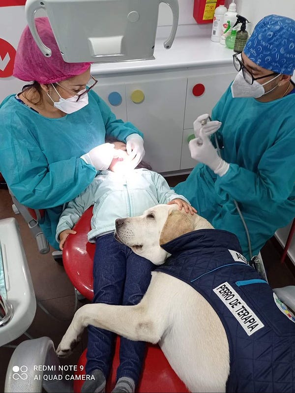 a child is laying back in a dentist’s chair while a yellow lab wearing a blue vest lays on their legs. there are two dental professionals in teal scrubs on either side of the chair, one is cleaning the child’s teeth while the other holds dental tools