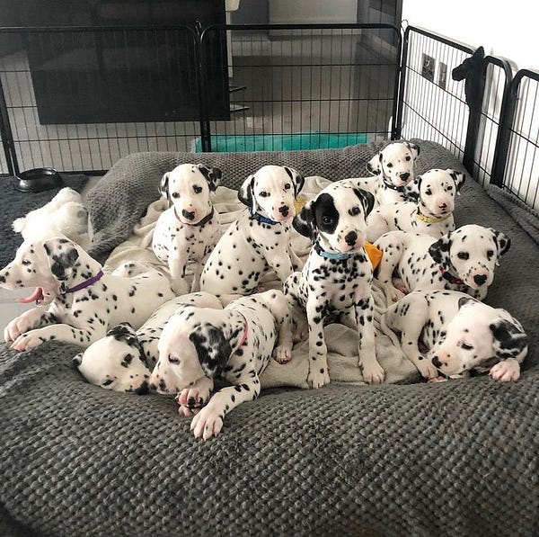 ten dalmatian puppies have gathered on a large dog bed. several of them are looking directly at you as if about to propose something. though others may not be directly involved, they are there in solidarity