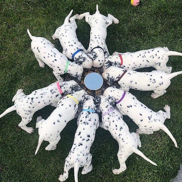 the ten dalmatian puppies are circled around a food bowl. each is wearing a different color collar and everyone has a place at the collective snacking table