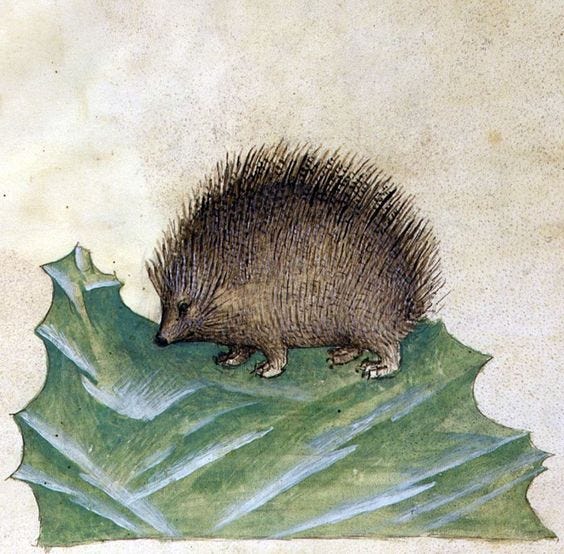 a medieval drawing of an extremely rotund hedgehog