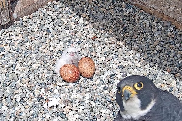 A just-hatched baby peregrine falcon squints directly into the webcam, next to two I hatched eggs. An adult falcon in the bottom right corner of the frame is turning its head and also staring directly into the camera.