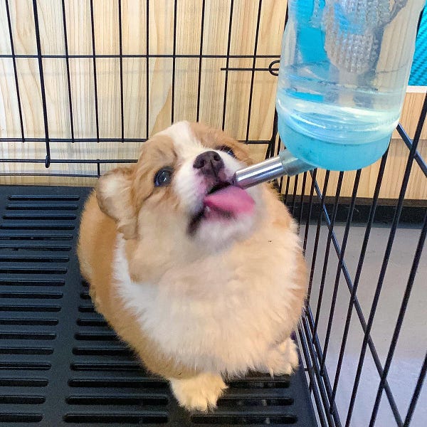 a downward angle of a small fluffy potato-shaped animal licking the end of a blue water bottle inside a cage. the hamster-like creature is suspiciously tan and white like a corgi, but its feet look too small and the cage too big for that to be true… right?