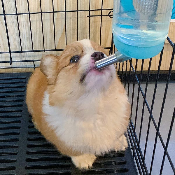 the fluffy critter gets a better angle on the tip of the water bottle. its little face is scrunched up as it focuses on getting and staying hydrated. truly we can’t believe that a corgi would ever be this small. the animal’s majestic chest fluff and disproportionately large ears are the only indications that this could indeed be a tiny corgi puppy.