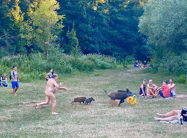 A photograph of a naked man running through a park chasing a wild boar which has his bag, while two piglets follow and other people in the park look on in amusement.