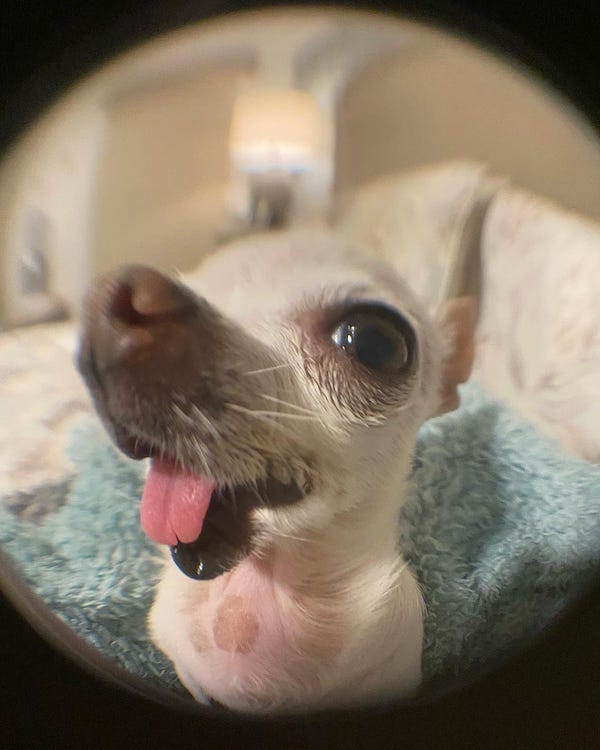 his head is now turned to our left. his tongue is sticking out a little but honestly the proportions on this dog are frickin ridiculous. then you add a fish eye lens to the mix and my goodness. his left eyeball is massive in this one