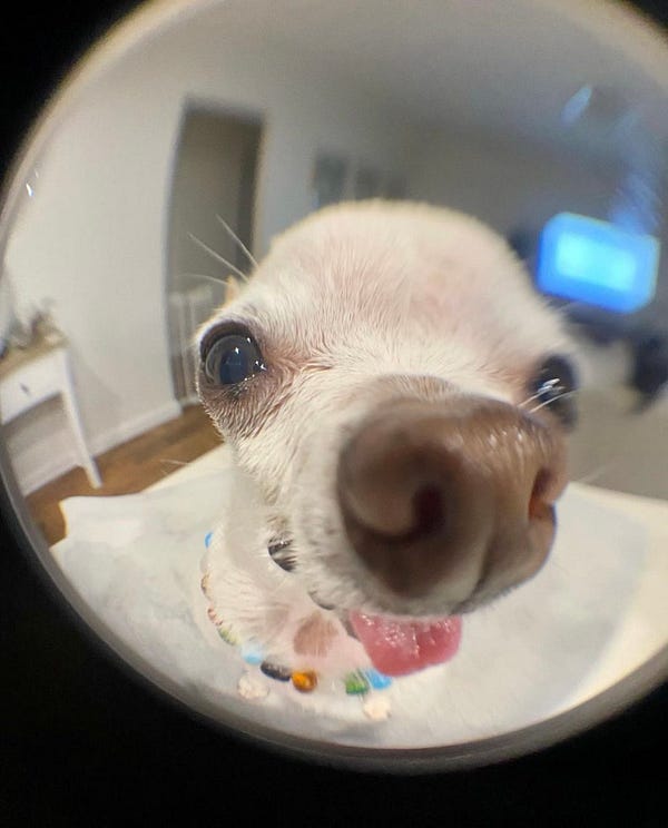 this photo truly shows the noggin on this pup. his eyes bulge slightly out of his head and his nose and tongue are still very prominent