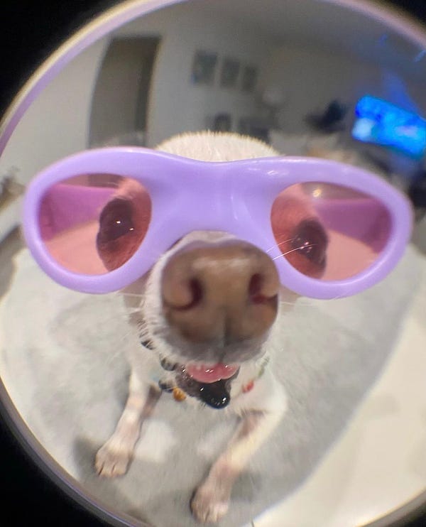 a senior chihuahua is photographed through a fish eye lens. his nose is very close to the camera and he’s wearing purple sunglasses that do not fit him
