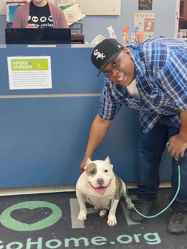 a dark-skinned person in a White Sox cap and blue plaid shirt leans over to place a hand on a stocky brown and white pit mix in front of a desk at the Humane Society. both are grinning and looking directly at the camera
