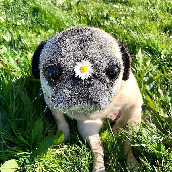 a senior fawn and black pug with graying face fur sits a little crooked in some tall green grass. a single white dandelion flower perches perfectly on her nose.