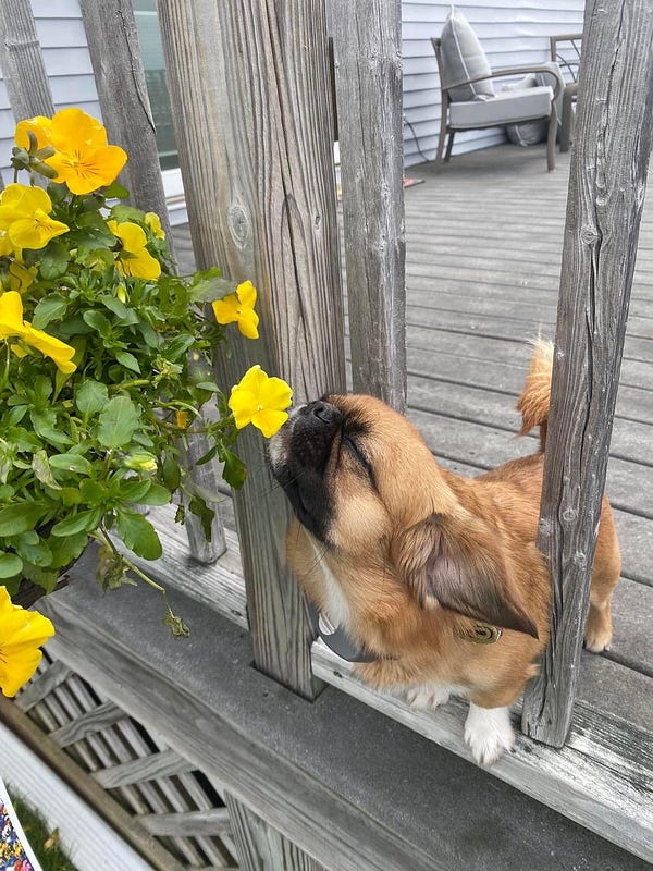 a small brown dog with a black snout and white feet is standing on a wooden deck. his front feet are up on a low railing, and he has craned his entire body between the posts to sniff at a yellow bloom on a nearby plant. his eyes are closed in deep concentration