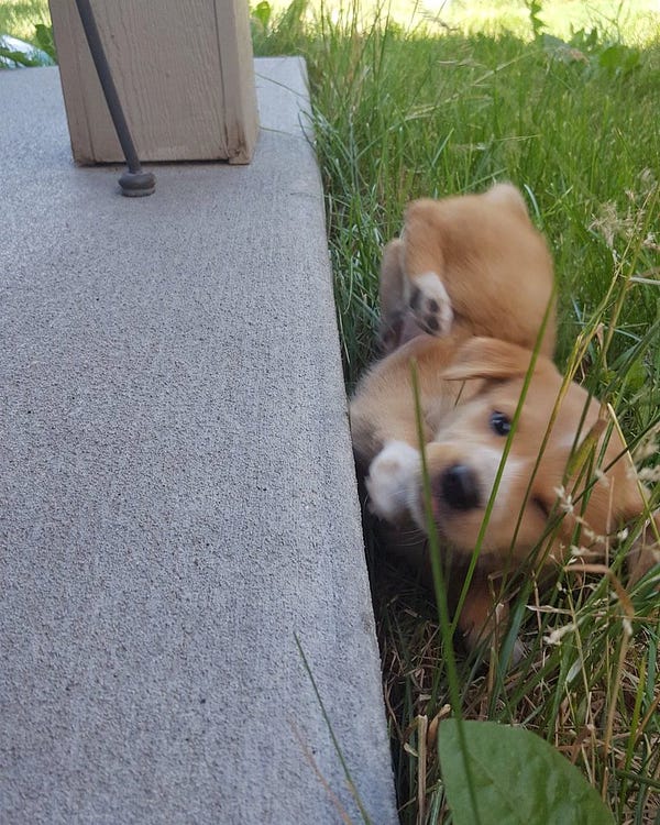 canela has FALLEN. she is now mid-fall off the porch sideways with her back legs twisted slightly to the right and one  paw touching the ground. her right eye is open while the left is closed, bracing for impact.