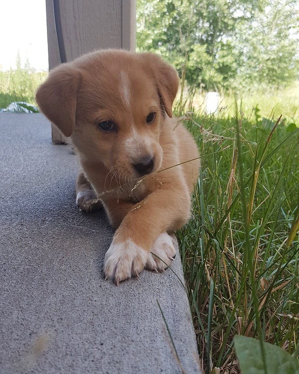 a tiny tan puppy with white paws and a white stripe on her forehead sits on the edge of the porch with her paws crossed. she is showcasing her best side. also important to note her small folded ears, she is very intrigued with the long green grass.