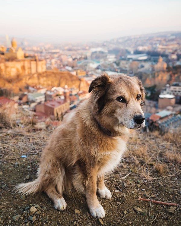 brown and grey retriever mix stands atop a mountain. there is a city behind and beneath them. the dog looks as if you’ve already taken enough pictures of her