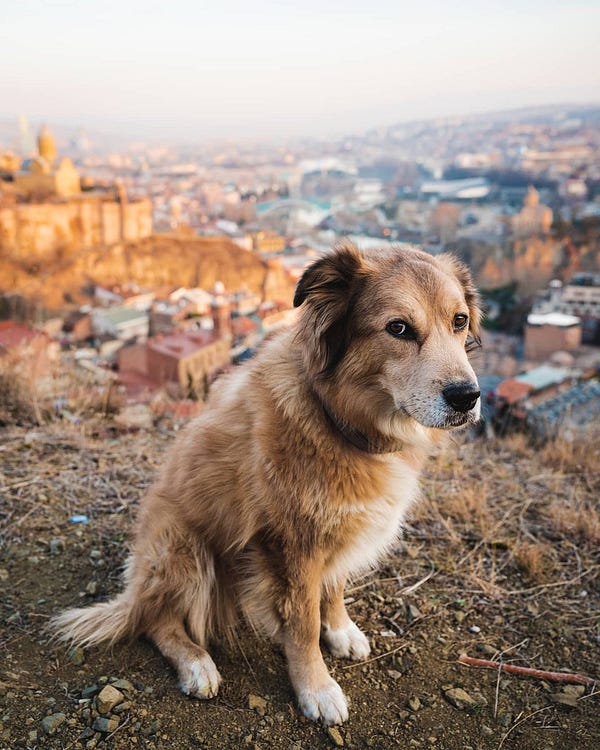 brown and grey retriever mix stands atop a mountain. there is a city behind and beneath them. the dog looks as if you’ve already taken enough pictures of her