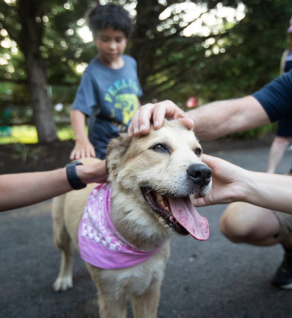 the retriever mix smiles as she gets pets from 5 different individual hands. she’s wearing a nice pink bandana