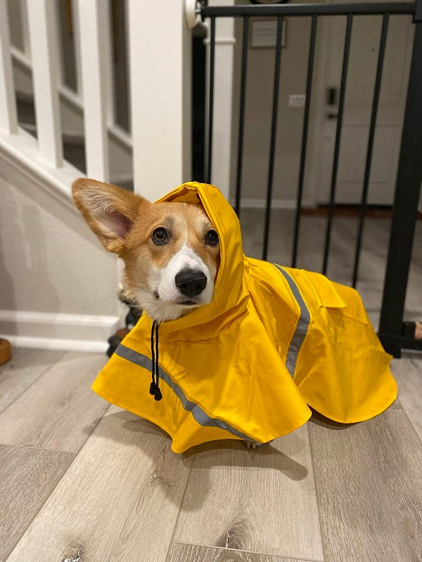 the tan and white corgi wearing a yellow raincoat still only has his face and one ear popping out from under the food. his expression is of deep concern.