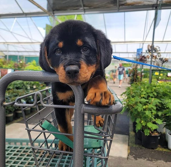 a fluffy black and brown rottweiler puppy stands in the front section of a gray and green shopping cart in the garden section of a store. he has one of his front paws up on the edge of the cart either to gently attempt to stop you. his soulful eyes have seen things in his short life, namely many plant deaths.