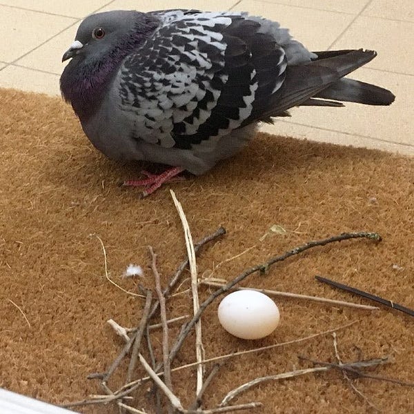 a pigeon on a doormat with his feathers all puffed out next to a “nest” made of about 10 sticks in an aimless scatter with an egg in the middle