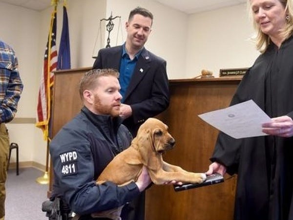 Police dog with paw on Bible in a courtroom, an officer holding him and a judge reading from a paper, holding the Bible