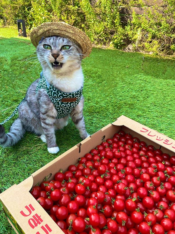 A cat is sitting by a box of bright red tomatoes. He's wearing his favourite sun-hat.