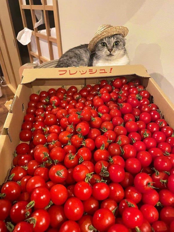 A proud cat and his produce - a big tray of bright red tomatoes! Written on the box are some words I can't read.