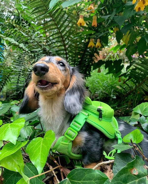 gray and brown dappled dachshund wearing an absolutely goofy grin and a bright green backpack sits among some plant life. his mouth is open and one ear seems to be flopping back in motion, as if he just called out something to you