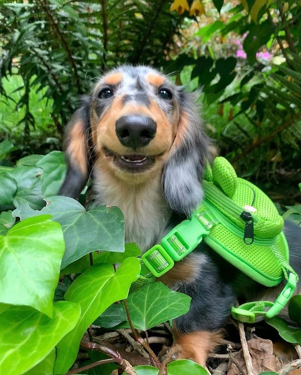 a gray and brown dappled dachshund grins directly at the camera. his lips are curled into a very cute smile and his tiny lower teeth are visible. he’s standing next to some green leaves that come up almost to nose level, and he’s wearing a bright green backpack that matches one of the leaves