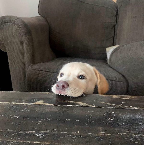 a brown overstuffed sofa is behind a weathered wooden coffee table. the head of a yellow lab pup sticks up between the two, and his tiny white dagger teeth are gnawing at the edge of the coffee table. his eyes have a certain wide-eyed determination about them. this is not his first attempt and it will not be his last