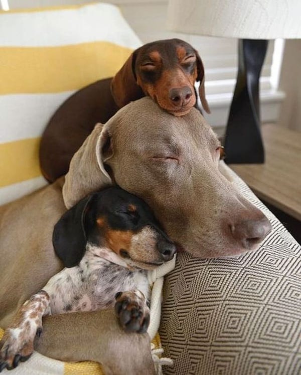 a gray weimaraner rests her chin on the arm of a sofa. one arm is tucked over a dappled dachshund with a black and tan face. resting on the weimaraner’s head is a second dachshund, this one chocolate and tan. all three have their eyes closed in peaceful slumber. probably dreaming of sandwiches.