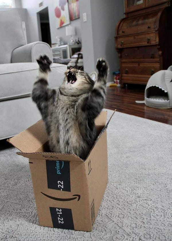 cat emerging from an amazon box like a sea monster
