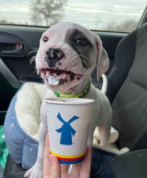 gray and white puppy in the passenger seat still has a dab of whipped cream on his chin. his eyes and mouth are open, and his tiny teeth are exposed. it's as if he has come up for air