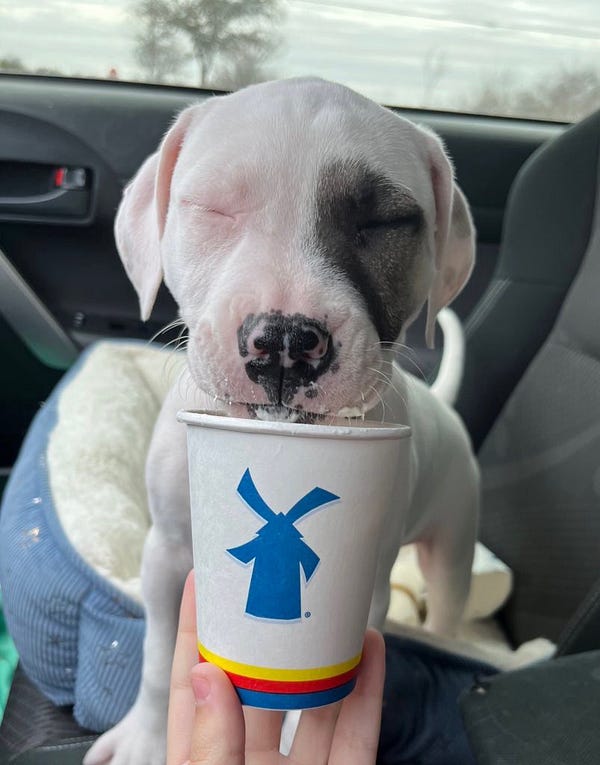 a gray and white puppy is sitting in the passenger seat of a car, boosted up on his bed. an outstretched hand is holding a little pup cup of whipped cream for him. his chin is resting on the edge of the cup. his eyes are closed in bliss. there's a little whipped cream on his face. he's saving it for later