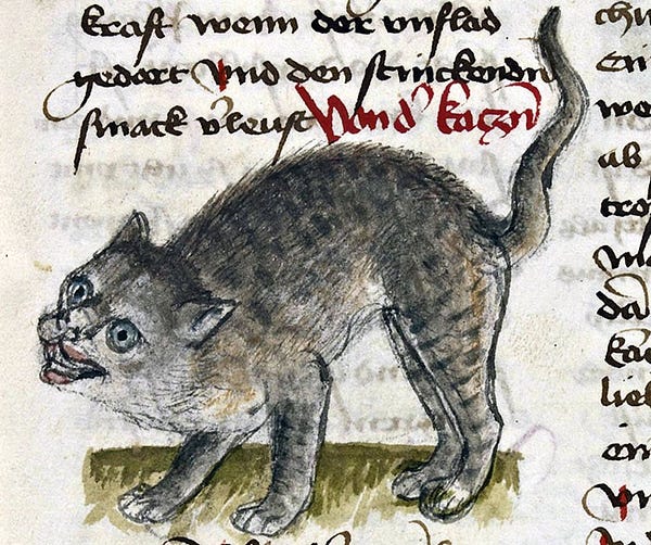 a medieval watercolor of a grey tabby cat with an arched back and a twisted, angry expression on its face.