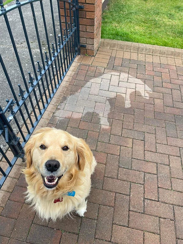 a golden retriever sits in a brick driveway and looks up at you. he is positively beaming. behind him on the wet driveway is a dry outline in the shape of a dog. he's so excited about the friend he's physically made