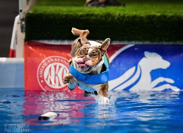chewy the bulldog comes in for a landing from a dock dive. one paw is splashing into the water, and the opposite back leg is extended up and out as if over an invisible hydrant. his eyes are laser-focused on the lure in the water a little ahead of him, and the whites of his eyes are slightly visible as his face wrinkles distort.